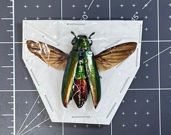 Copper-green Jewel Beetle, Chrysochroa aurora, Mounted (spread), Buprestidae, real, preserved