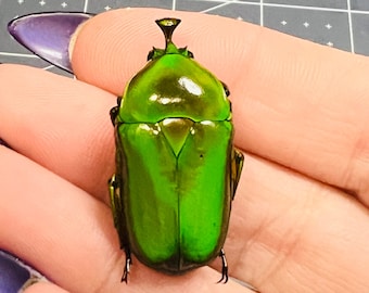 Flower Beetle (green form), Trigonophorus rothschildi , UNMOUNTED, real, preserved