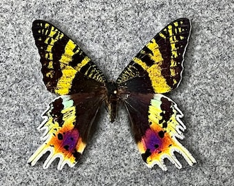 Madagascan Sunset Moth, Urania rhipheus, Unmounted Preserved Specimen (Wings Folded)