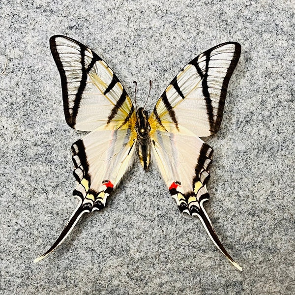 Zebra Swordtail butterfly, Eurytides protesilaus, Wings folded, OR Mounted and framed in a Riker mount, Preserved, Dried, Real