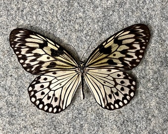 Rice Paper butterfly, Idea leuconoe, Wings folded OR Mounted (wings spread), Preserved, Dried, Real