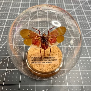 Orange Sunburst Lanternfly, Scamandra Sanguiflua, mounted in a globe, cloche, dome jar, real