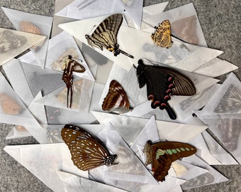 May include: A collection of butterflies, moths, and insects are displayed in triangular paper envelopes. The butterflies are various colors, including brown, black, white, and green. The envelopes are white and are arranged in a random pattern.