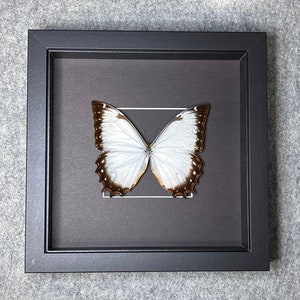 The Ghost Morpho butterfly, Morpho theseus juturna, Male, Mounted and framed in a black shadowbox