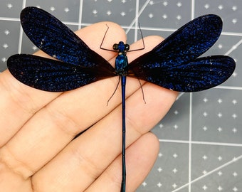 Vestalis luctuosa, Deep blue glittering damselfly, A- or A2, mounted, spread, dragonfly, real insect, preserved, dried