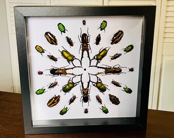 Unique insect mandala #8 in 10” shadow box, made with real insects, insect taxidermy, OOAK