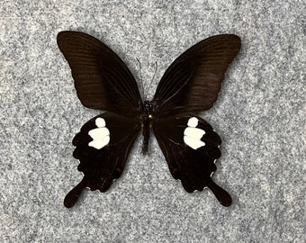 Red Helen butterfly, Papilio helenus helenus, UNMOUNTED (Wings FOLDED), Dried, Real, Papered, Preserved
