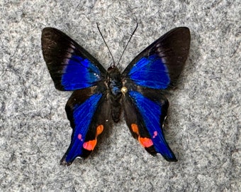 May include: A butterfly with black and blue wings, accented with orange and pink spots. The butterfly is centered on a gray, textured surface. The wings display a vibrant blue color.