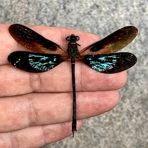 Euphaea variegata, Teal and violet damselfly (A-), mounted, spread, dragonfly, real insect, preserved
