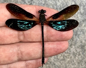 Euphaea variegata, Teal and violet damselfly (A-), mounted, spread, dragonfly, real insect, preserved