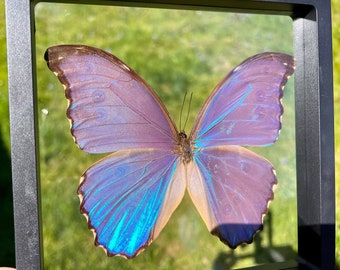 Rare Godart's Blue Morpho butterfly, Morpho godarti asarpai; mounted in a plastic suspension frame