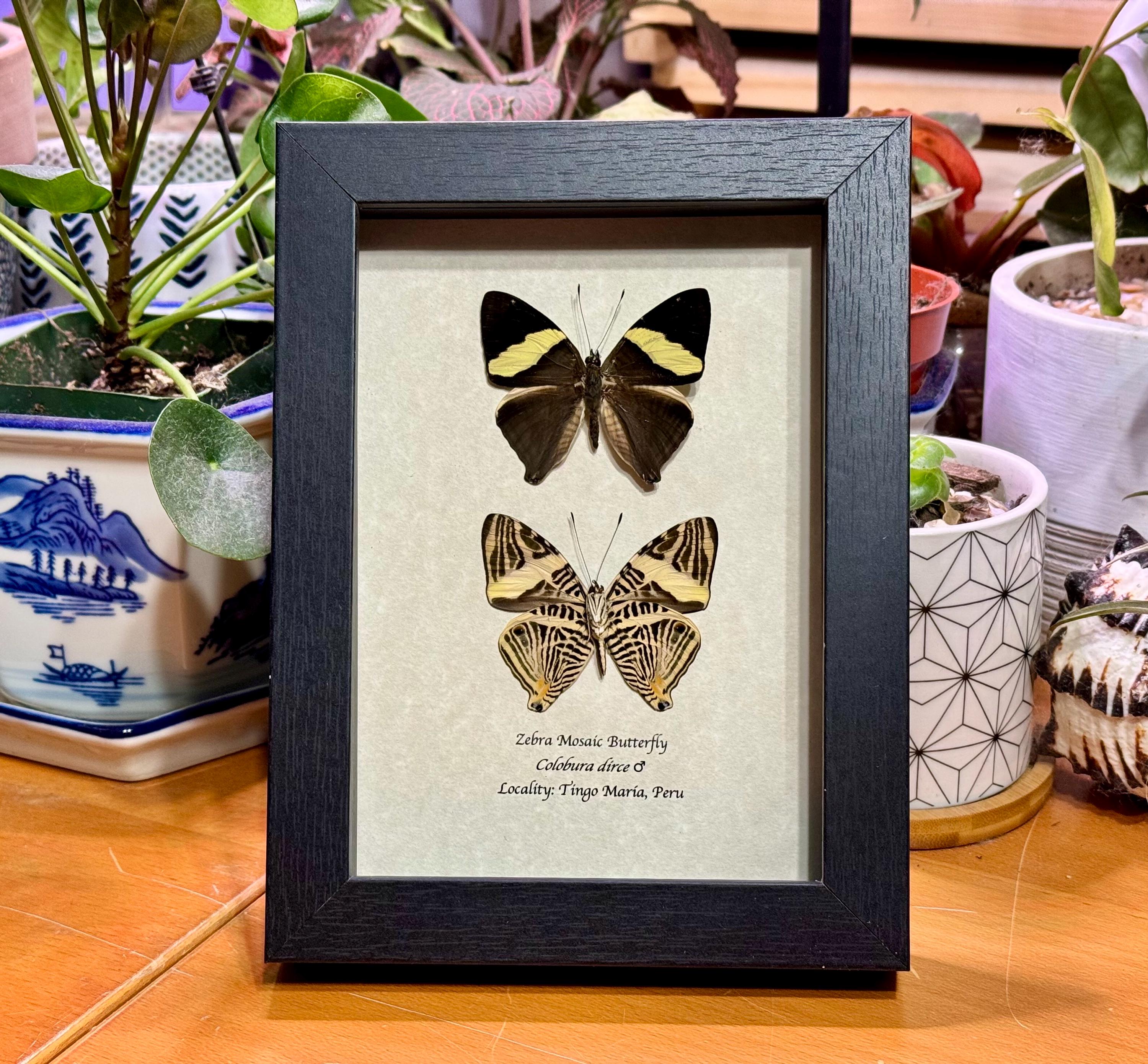 Framed Zebra Mosaic Butterfly, Colobura Dirce, Black Shadowbox