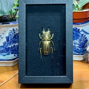 Allotopus rosenbergi, Male Golden Devil Stag beetle, 62mm, Mounted and framed in a shadowbox, preserved, real, dried specimen