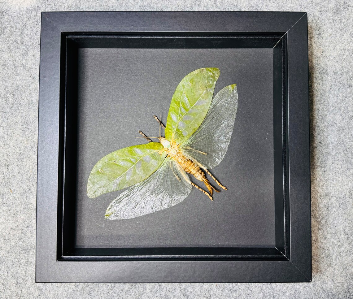 Mounted Katydid Specimen, Framed Insect Shadowbox (8x8x1.5) - Etsy