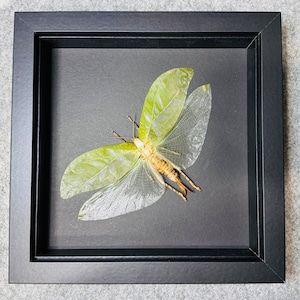 May include: A framed insect specimen of a green and brown katydid with translucent wings. The insect is mounted on a black background and displayed in a black frame.
