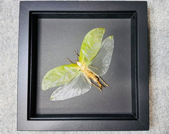 Ejemplar de saltamontes montado, vitrina para insectos enmarcada (8x8x1.5)