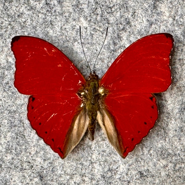 Blood Red Glider butterfly, Cymothoe sangaris, Wings folded, Mounted, or Mounted and framed in a Riker mount, Preserved, Dried, Real