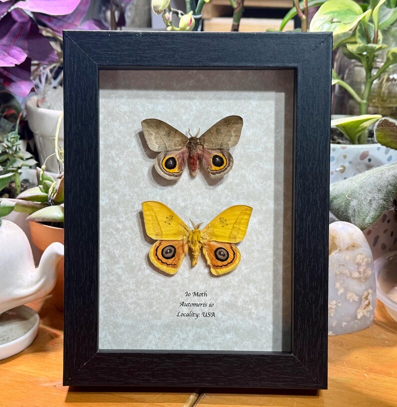 Io Moth Pair, Automeris Io, Mounted and Framed in a Shadowbox - Etsy