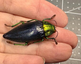 Chrysodema Walkeri Horaki, Jewel Beetle, UNMOUNTED, Real, Dried