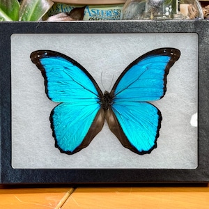Blue Morpho butterfly, Morpho menelaus pucallpaensis, Mounted (wings spread) and framed in a Riker Mount, Real, preserved, dried specimen