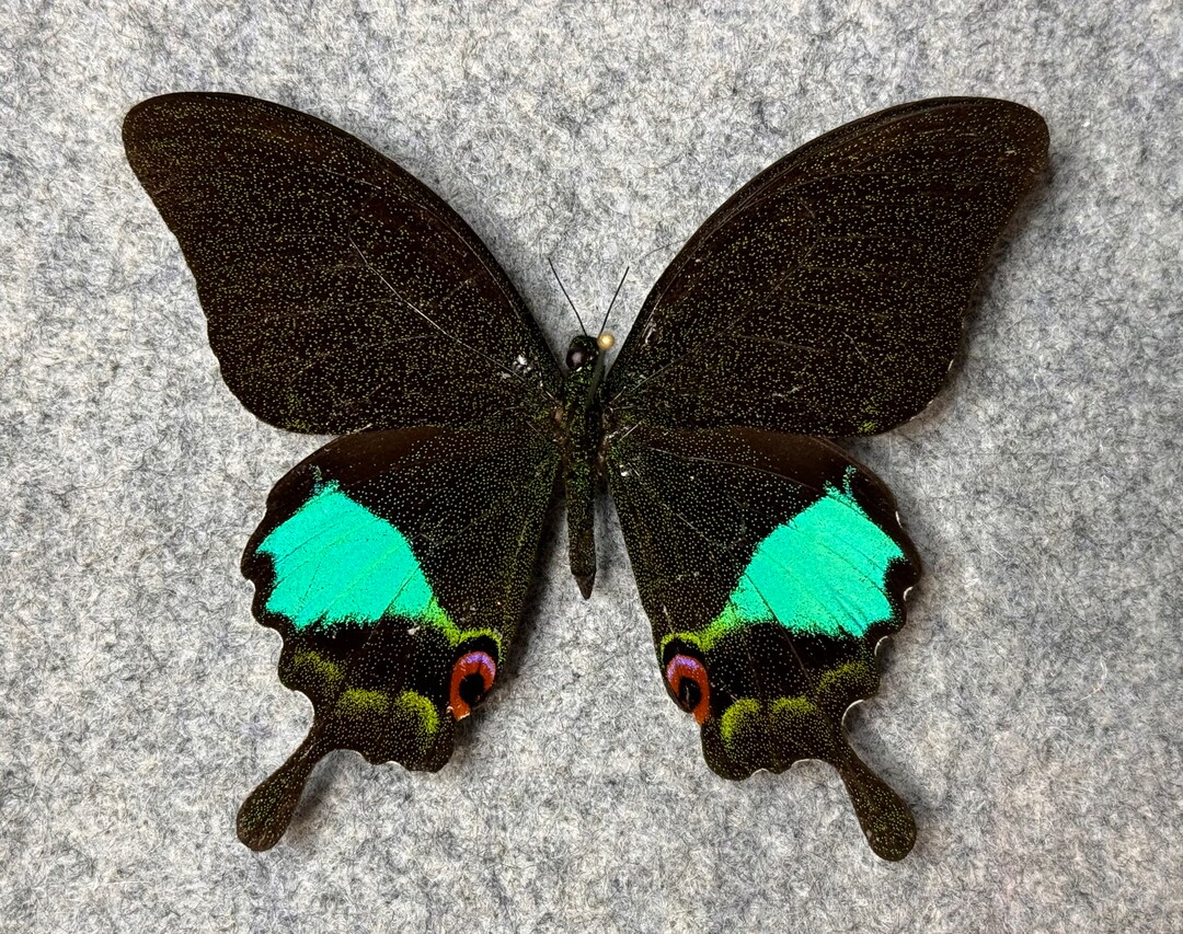Jungle Jade Swallowtail Butterfly, Papilio Karna, Unmounted