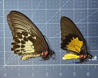 Troides oblongomaculatus pair of Oblong-spotted Birdwing butterflies, Wings folded, Preserved, Dried, UNMOUNTED, Real, Papered