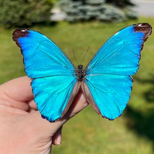 標本 Peru Morpho absoloni 120mm very big 標本 Peru Morpho absoloni