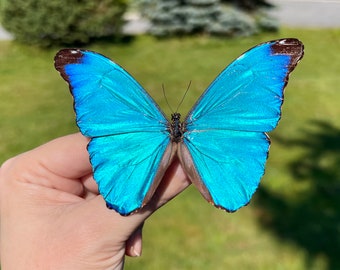 RARE Morpho absoloni butterfly, Male, UNMOUNTED, Wings FOLDED, Preserved, Dried, Real