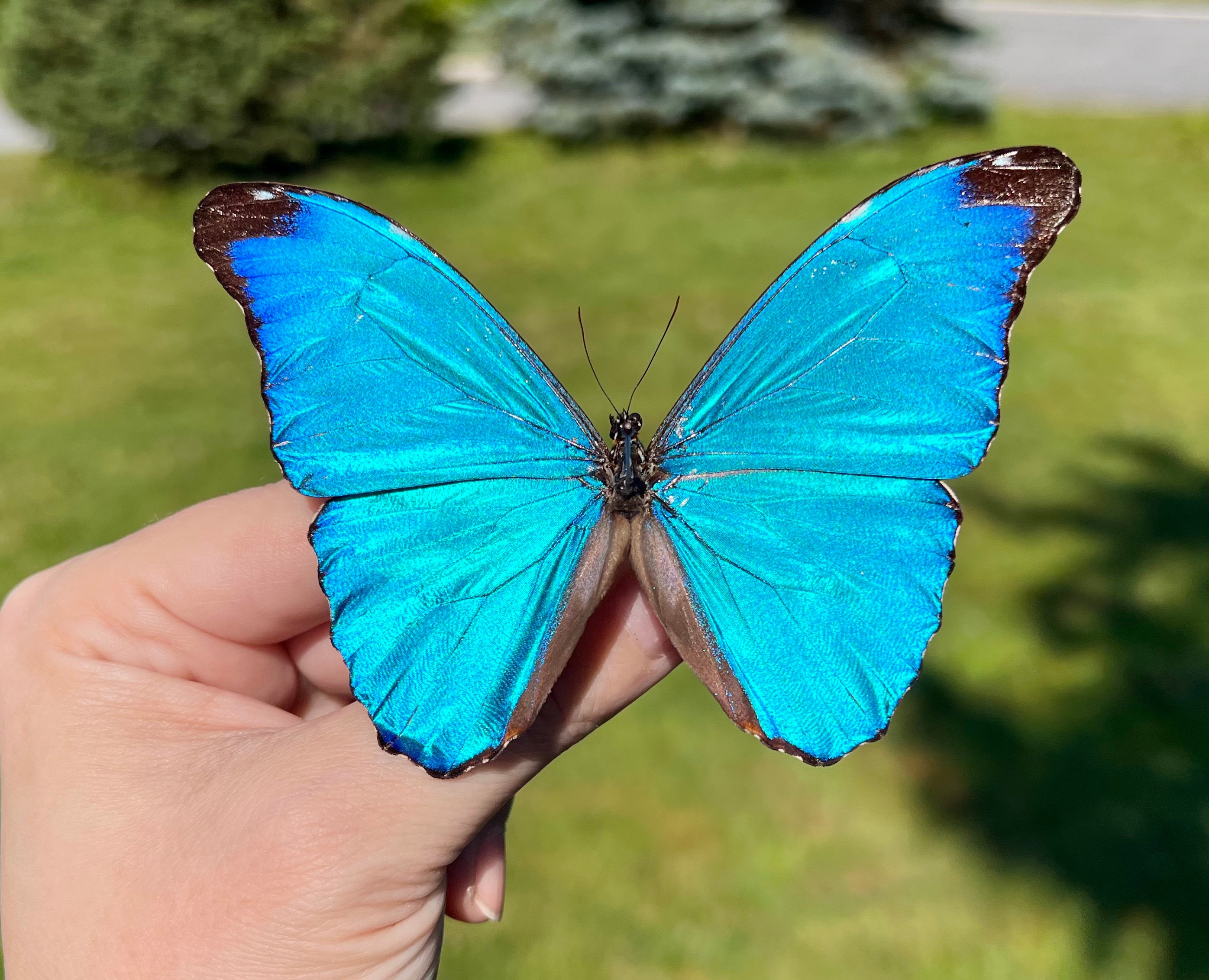 Peru Morpho absoloni 120mm very big 【公式通販】