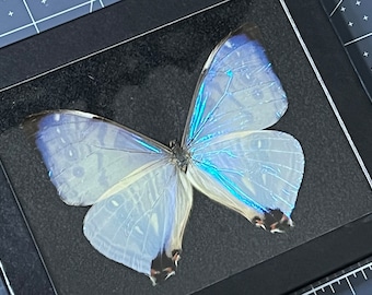 Mother of Pearl Morpho butterfly, Morpho sulkowskyi, Male, Mounted and framed in a Riker mount case