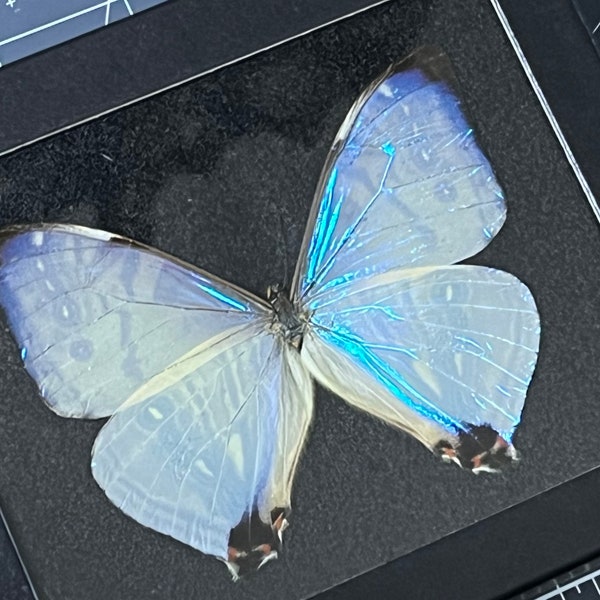 Mother of Pearl Morpho butterfly, Morpho sulkowskyi, Male, Mounted and framed in a Riker mount case