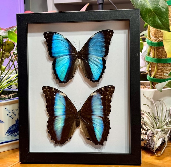 Framed Blue Morpho Butterfly Pair, Deidamia Species, Black