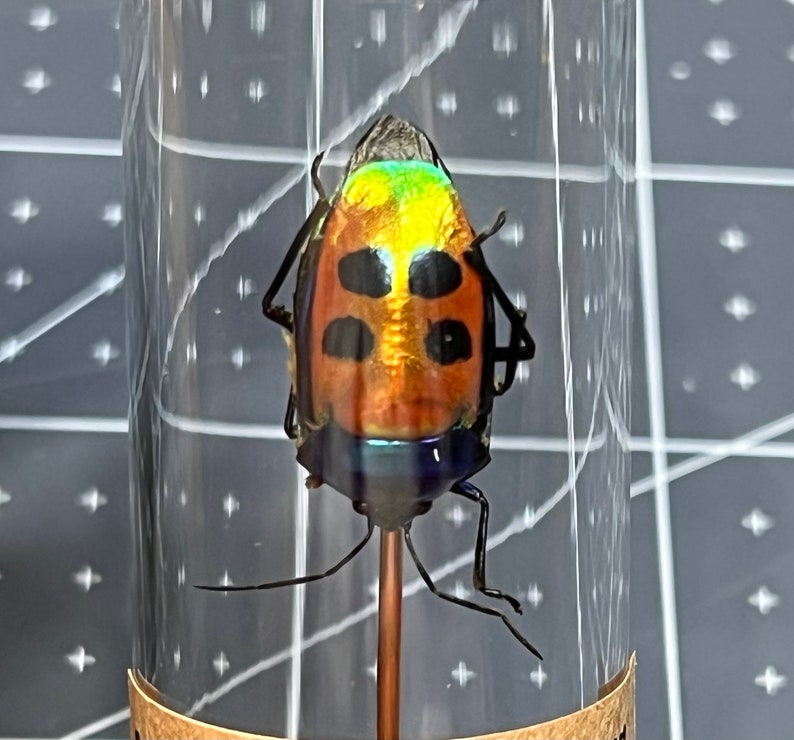 Jewel Man Face Bug, Calliphara Caesar, Mounted in a Bell Jar, Cloche ...