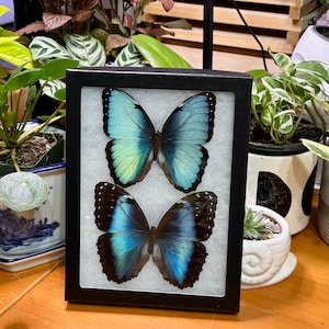 Morpho Peleides, The Emperor Morpho butterfly pair, Mounted (wings spread) and framed in a Riker Mount, preserved, dried, real