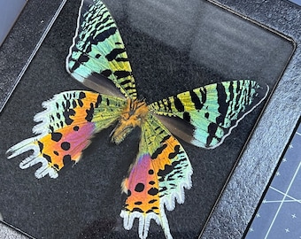 Madagascan Sunset Moth, Urania ripheus, verso, Mounted and framed in a Riker Mount Case, preserved, dried, real
