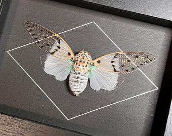 Ghost Cicada, Ayuthia spectabile, mounted and framed in a black shadowbox