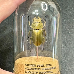 May include: A golden stag beetle, Allotopus rosenbergi, displayed in a glass dome. The beetle is mounted on a cork base with a label that reads "Golden Devil Stag" and "Locality: Indonesia."