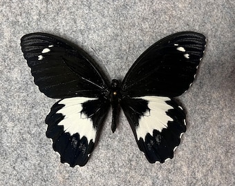 Mariposa Papilio gambrisius colossus, ejemplar seco (alas plegadas, sin montar).