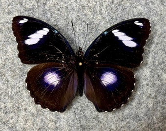 The Blue Moon butterfly, Hypolimnas bolina philippensis, Wings FOLDED or Mounted (wings open), Preserved, Dried, Real