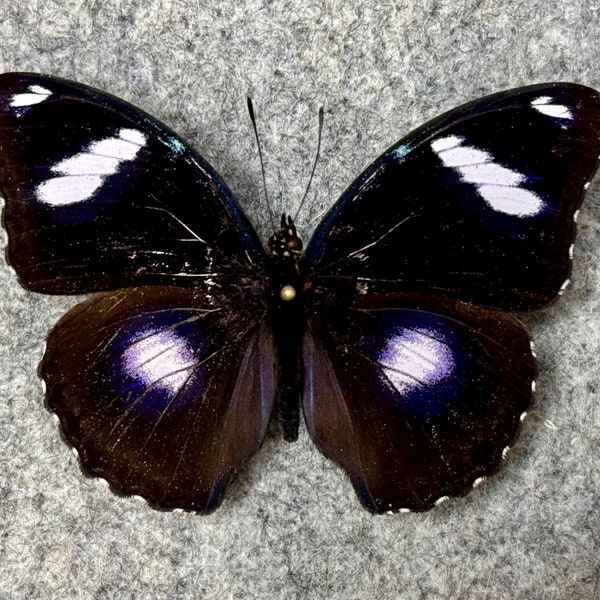 The Blue Moon butterfly, Hypolimnas bolina philippensis, Wings FOLDED or Mounted (wings open), Preserved, Dried, Real