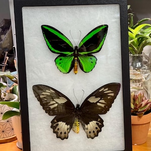 Pair of Priam’s birdwing butterflies, Ornithoptera priamus poseidon, Mounted & framed in a Riker mount, real, dried, preserved specimens
