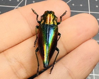 Rainbow Jewel Beetle, Cyphogastra javanica, Unmounted, real, preserved