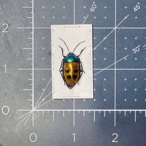 Jewel Man Face Bug, Calliphara Caesar, Unmounted, Real, Dried ...
