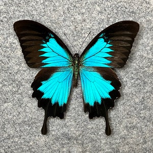 Ulysses Swallowtail butterfly, Papilio ulysses ulysses, UNMOUNTED (wings closed), Preserved, Dried, real, papered specimen