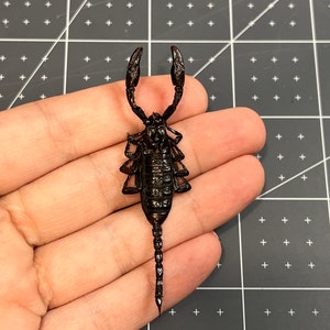 SMALL Asian Blue Forrest Scorpion, Javanimetrus (Heterometrus) cyaneus, UNMOUNTED, real, dried, preserved