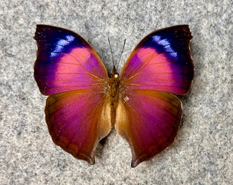 The Anteva butterfly, Salamis anteva, Wings FOLDED or Mounted (wings open), Preserved, Dried, Real