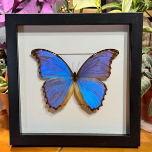 May include: A framed butterfly with vibrant blue wings and brown edges. The butterfly is centered in a black frame against a white background. The frame is rectangular and the butterfly is displayed with its wings open.