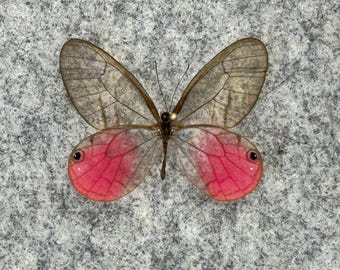 昆虫用品 Peru Morpho absoloni 120mm very big