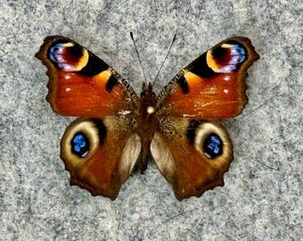 Peacock butterfly, Inachis (Aglais) io, UNMOUNTED (Wings closed), Preserved, Dried, Real specimen, red butterfly