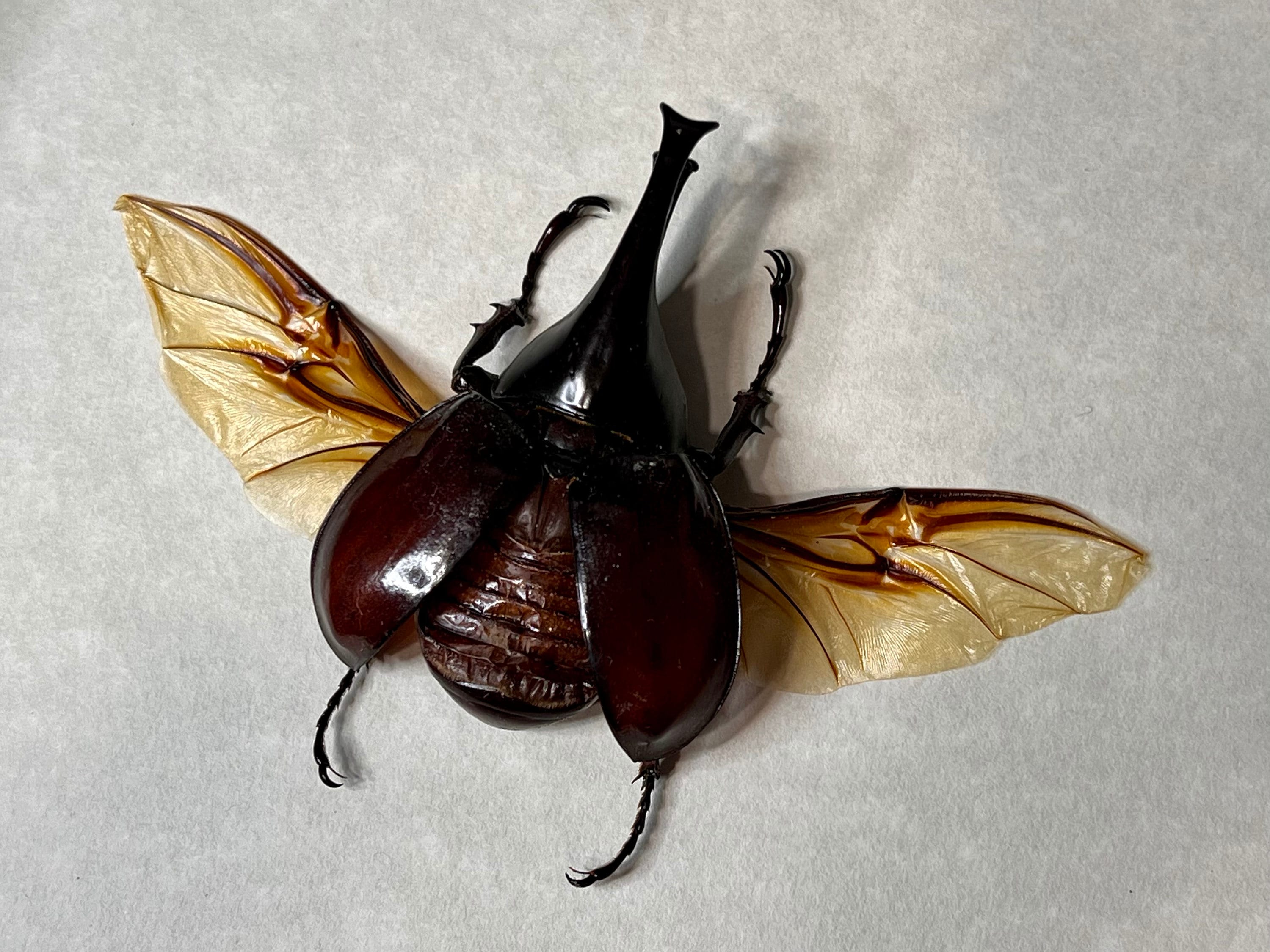 Brown Rhinoceros Beetle, Xylotrupes Gideon Gideon, Male, Mounted